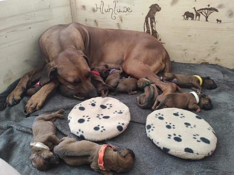 Happy biRRthday F Litter