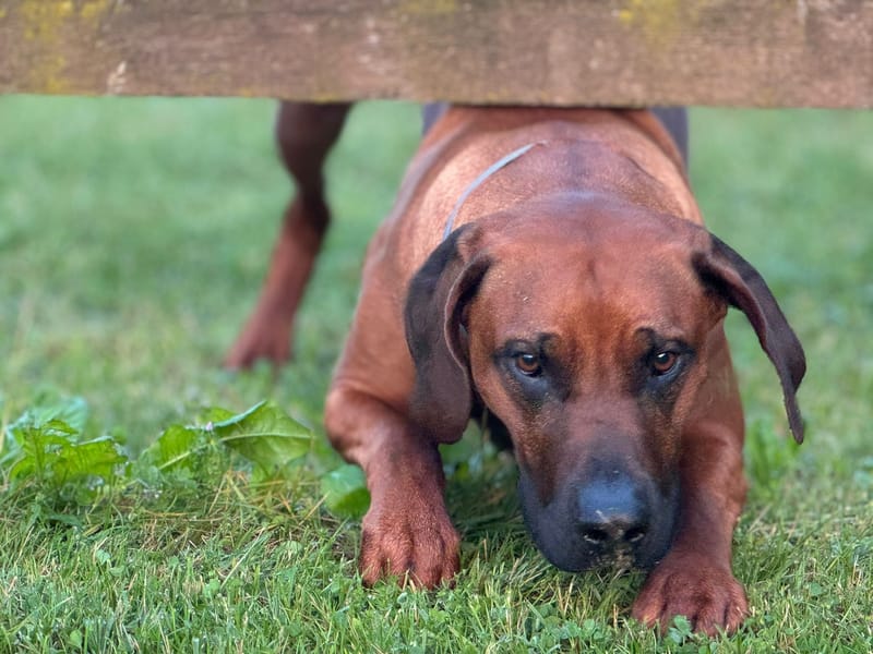 Happy birthday to our Quaddino! Today there are 3!