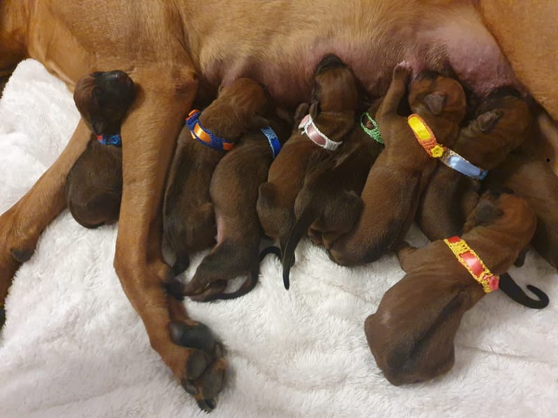 Happy fiRRst birthday H Litter!