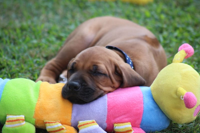 I Litter - some puppiesssspam!