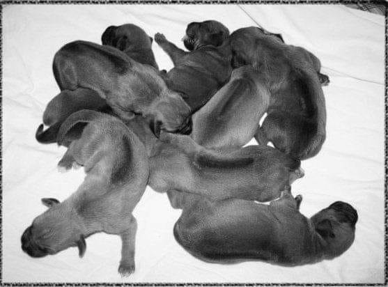 Happy super 14th birthday A Litter!