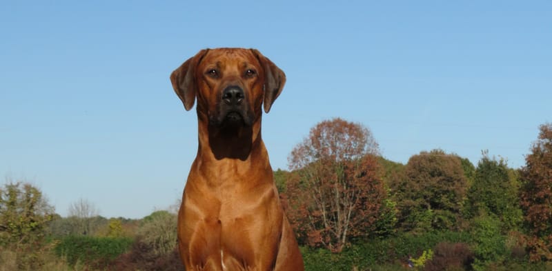 GazGaz has a new title!