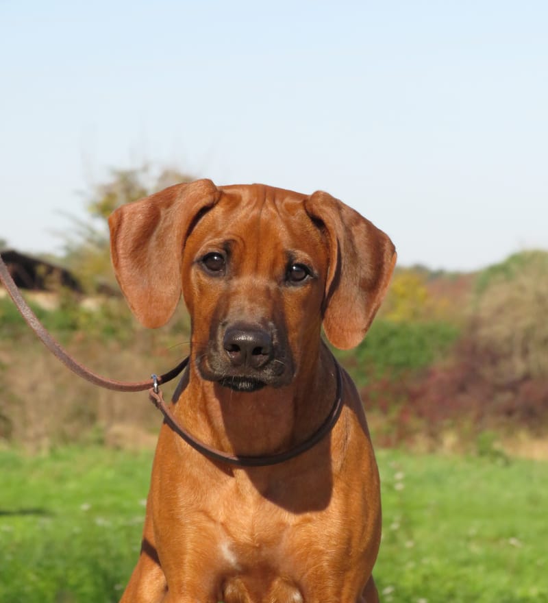 New member of the Hluhluwe family