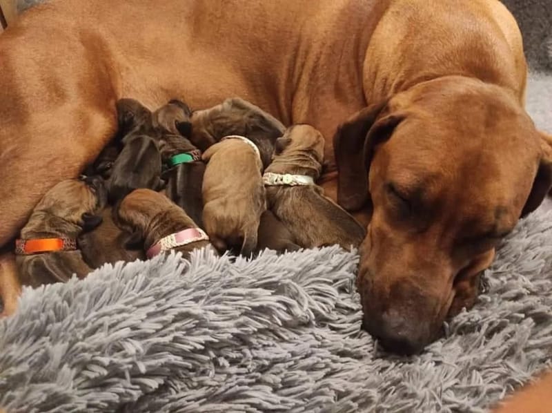 Happy birthday dear GazGaz