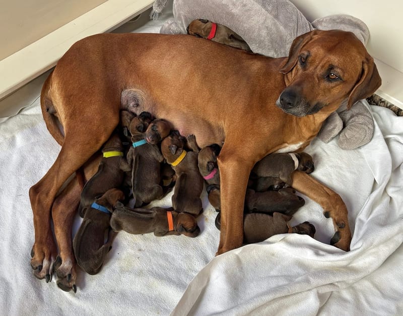 Great news from Ulusaba Kennel