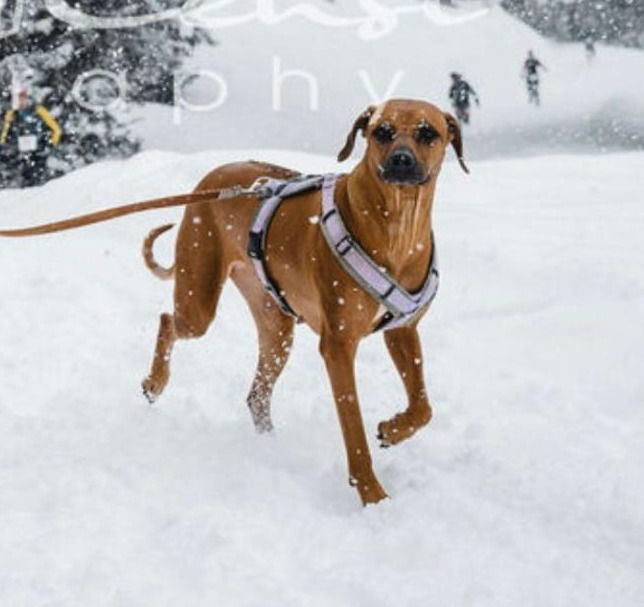 SanBe Snow Run & Dog Trail