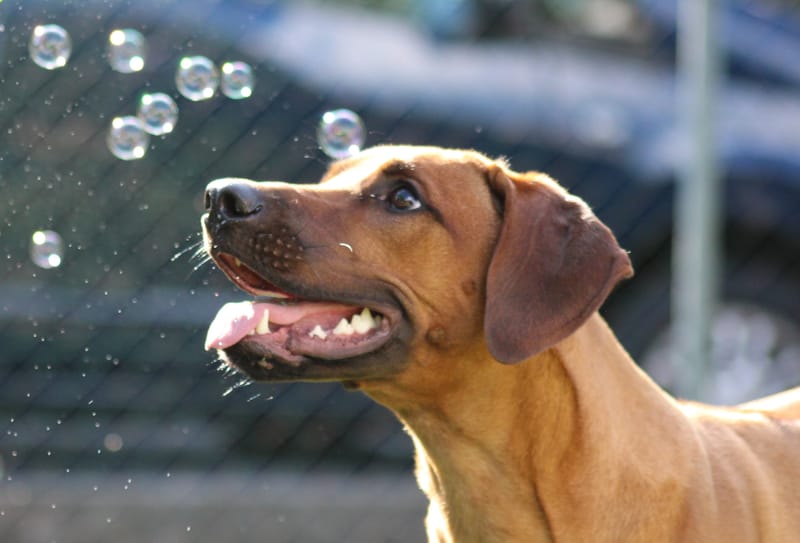 Double CACIB Aarau 2025