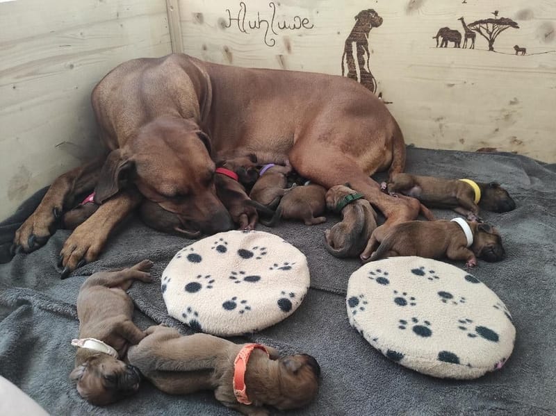 F Litter - happy 4th birthday!