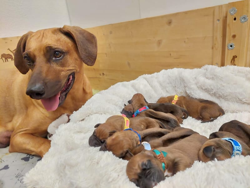 Happy birthday H litter