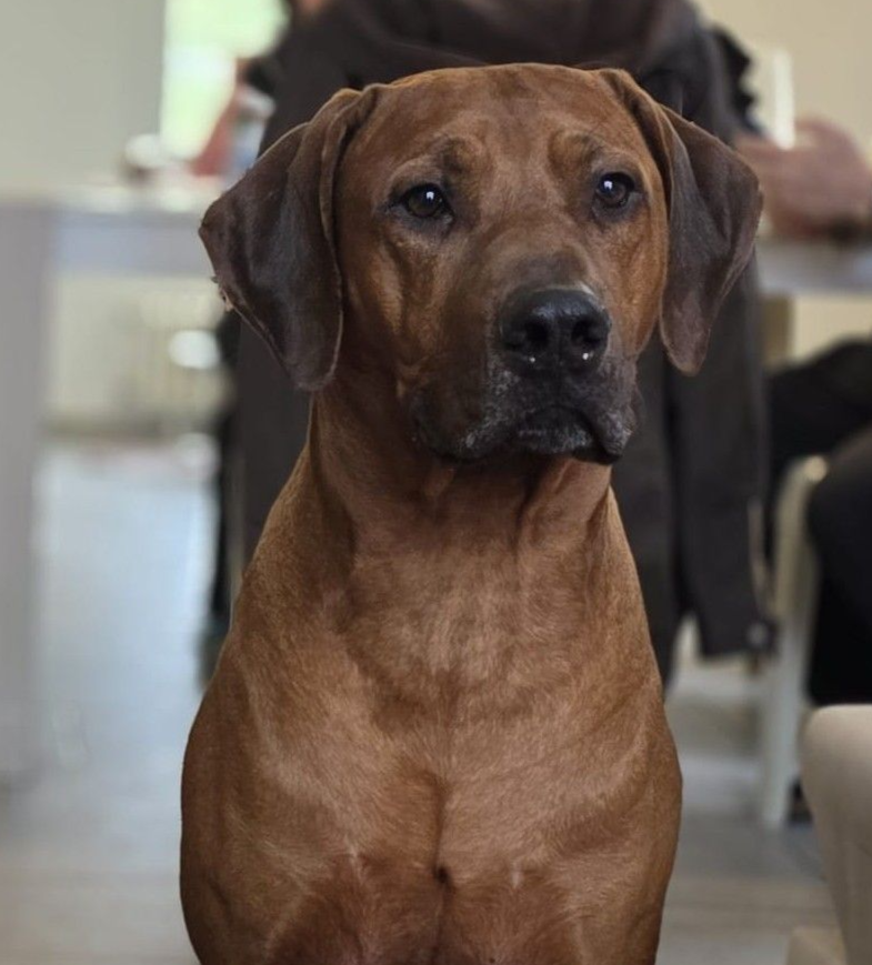 Auguri al nostro GazGaz