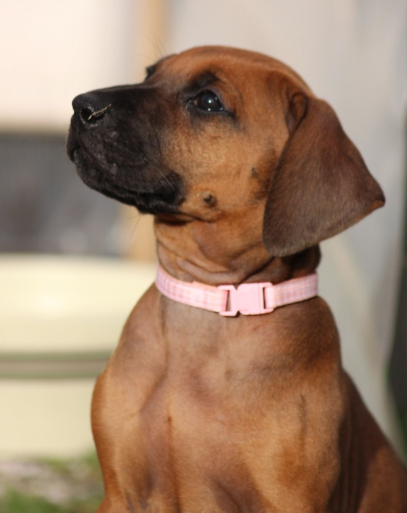 HLUHLUWE JAMEELAH SACHIELLE - Mavie