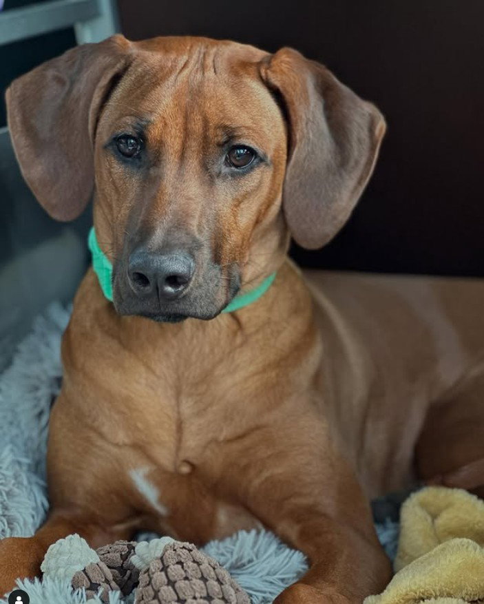 Ily has passed the RRCS breeding test!