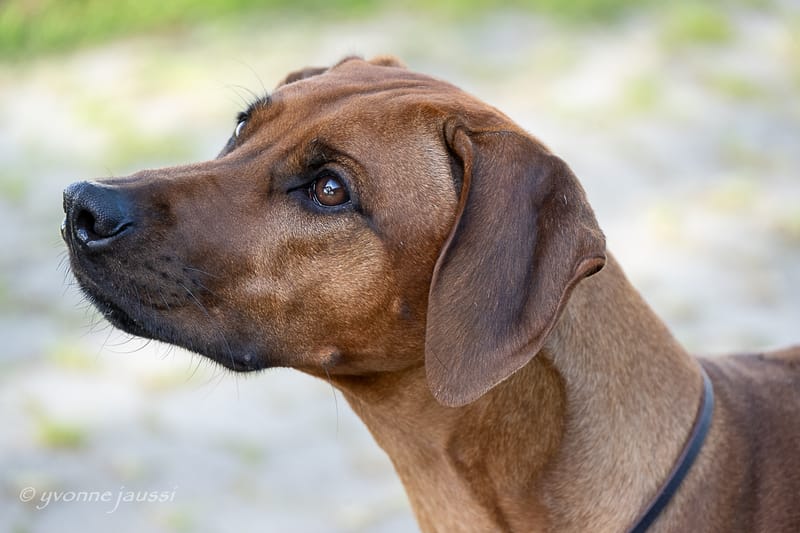 Ily has passed the RRCS breeding test!