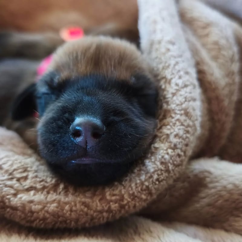 Buna and GazGaz's puppies have been born!