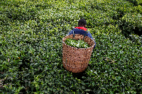 A woman picks tea