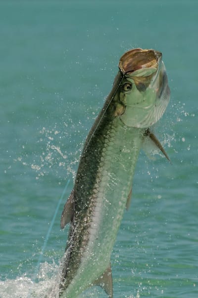 RETOUR SUR UNE SESSION XXL