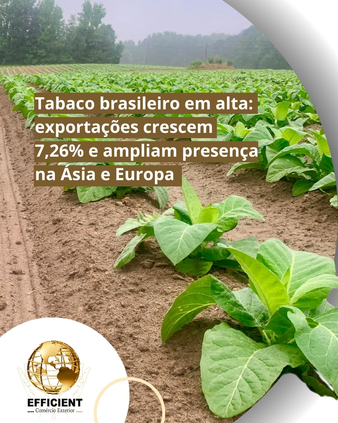 Tabaco brasileiro em alta: exportações crescem 7,26% e ampliam presença na Ásia e Europa