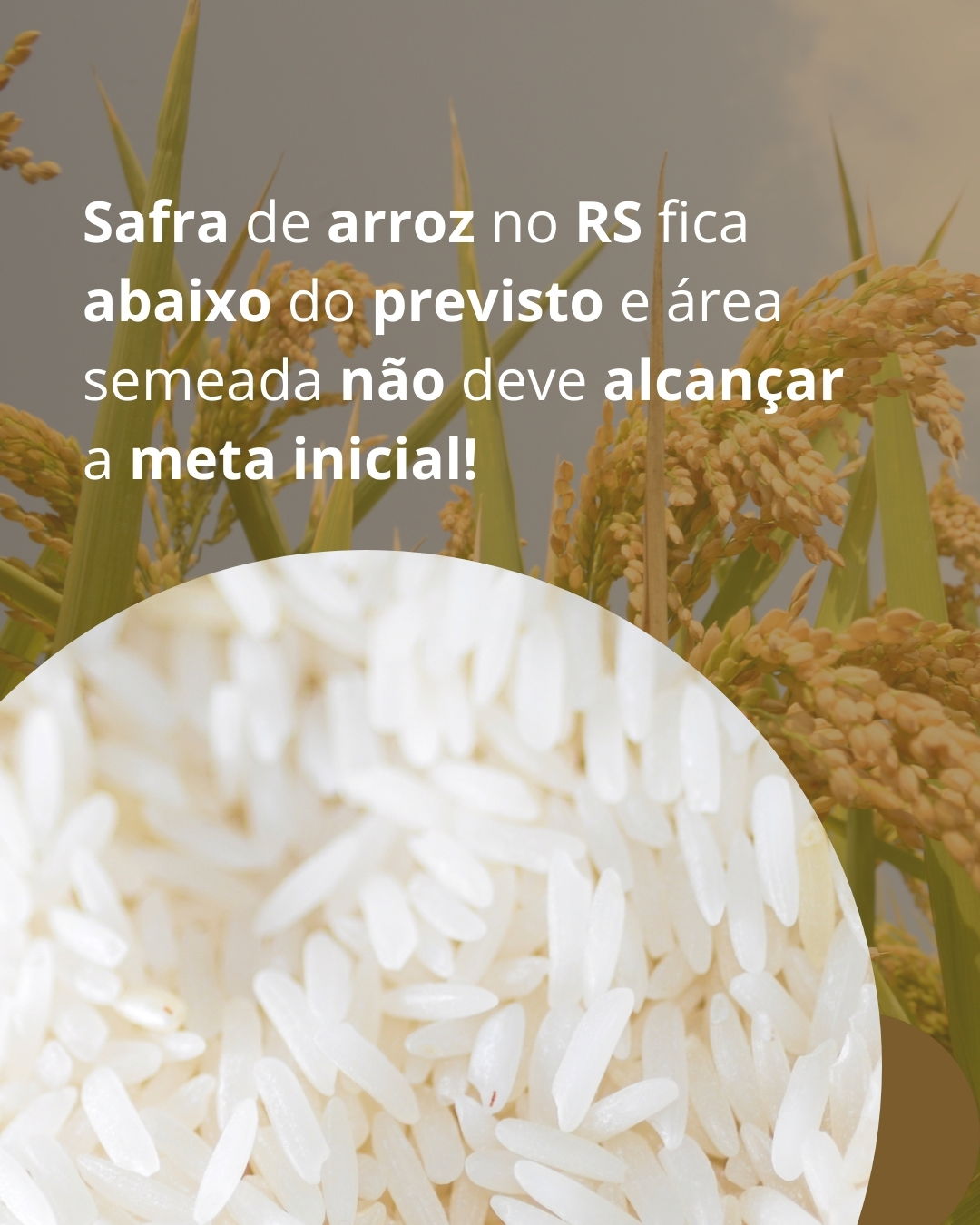 Safra de arroz no RS fica abaixo do previsto e área semeada não deve alcançar a meta inicial