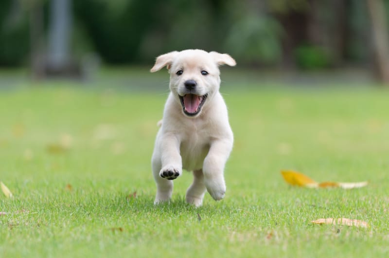 Puppy Academy Program