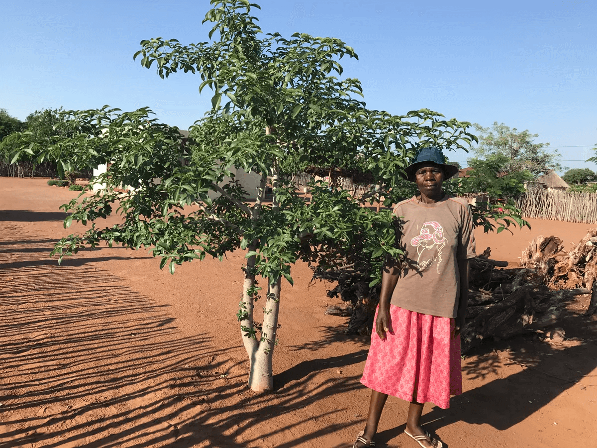 BG2-Baobab-Guardian-Rebecca-Nzenzhelele