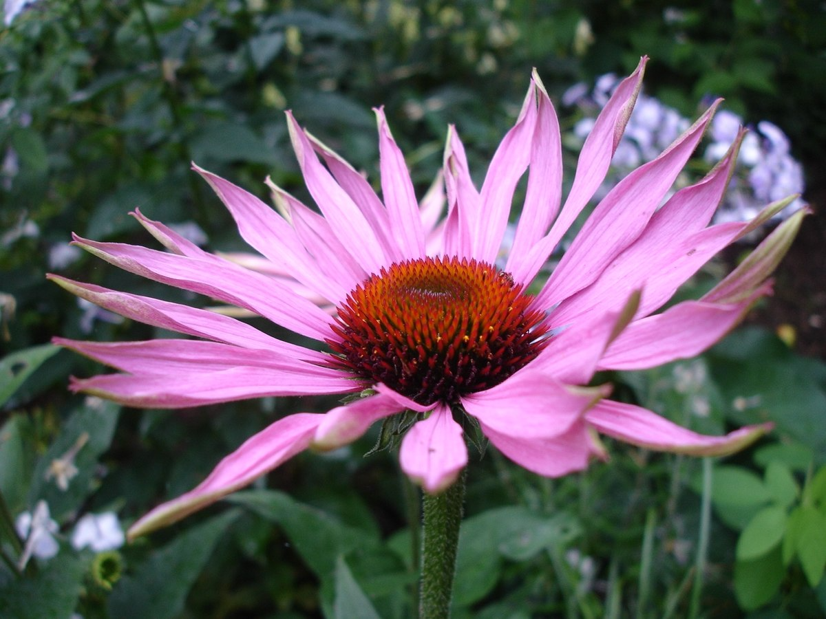 Echinacea - Wikipedia