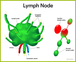 Lymphatic System Anatomy and Physiology - Nurseslabs