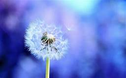 Dandelion HD Wallpapers