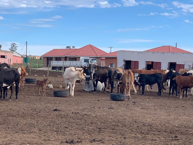 CONTRACT COMMUNAL BREEDERS