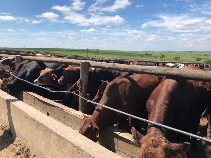 FEEDLOTS