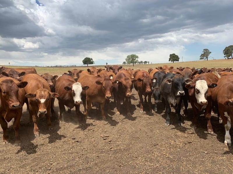 CONTRACT BACK-GROUNDING FARMERS