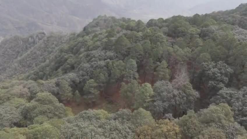 20 hectáreas de Bosque en la Joya Fría. Victoria Gto
