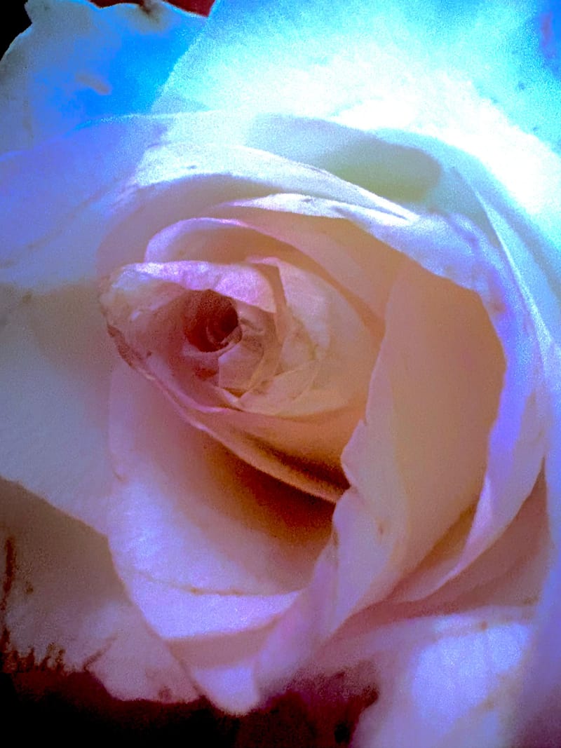 Rose Plant Medicine Journey