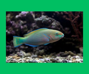 DUŻE RYBY - 5 latki