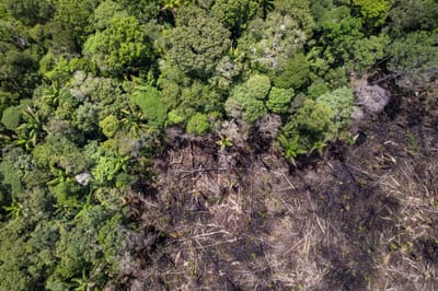 Avskoging i Amazonas fører til tørke
