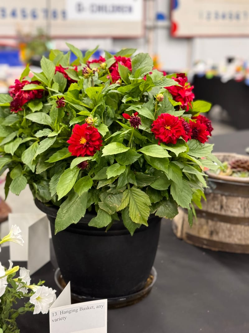 Section I - Potted Plants