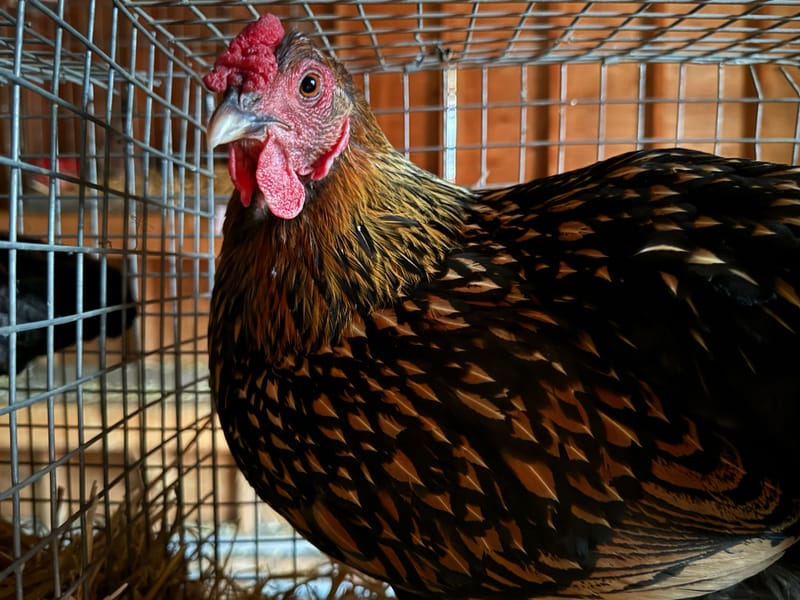 Section N - Poultry