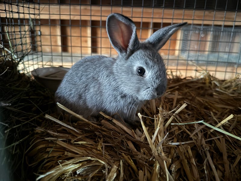 Section O - Rabbits