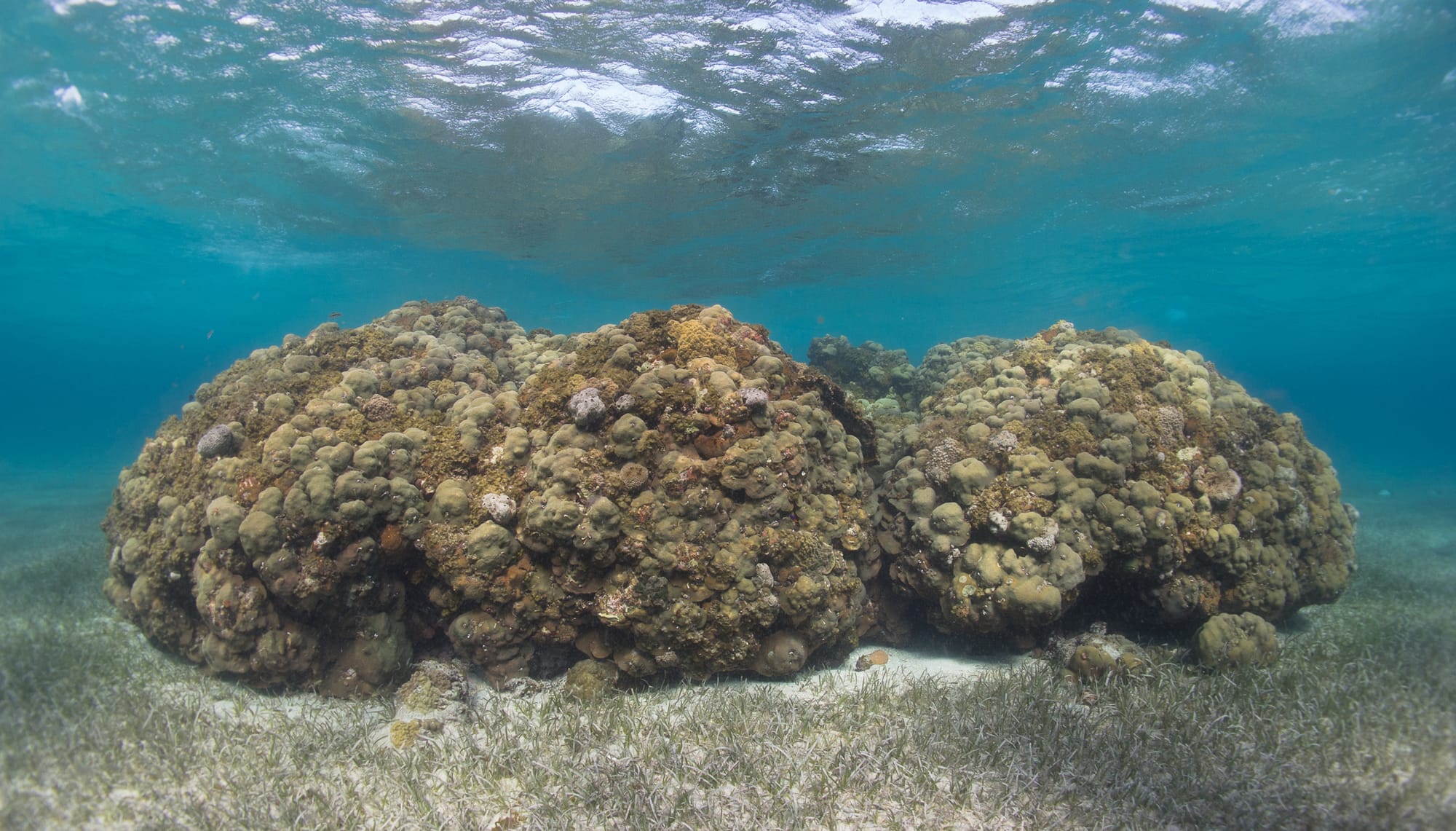 The world's coral reefs are facing another mass bleaching event - maybe the biggest ever