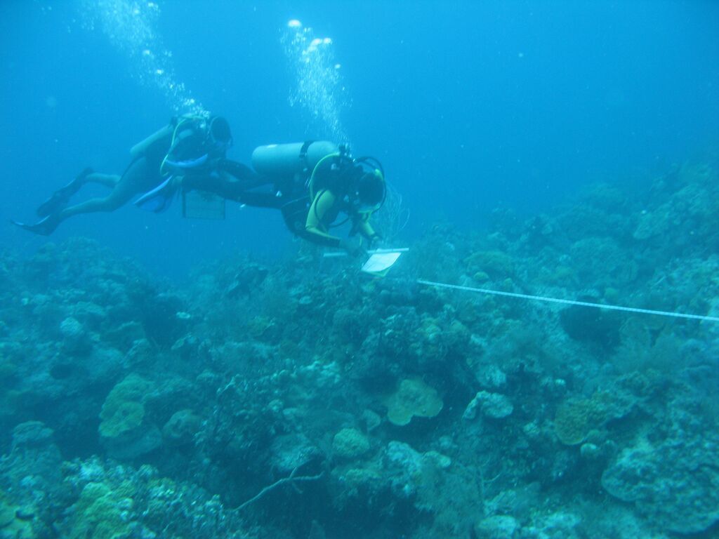 Coral reefs experiencing mass bleaching event