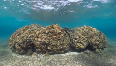 The world's coral reefs are facing another mass bleaching event - maybe the biggest ever