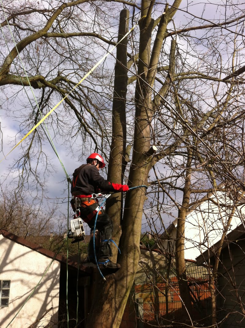 Abattage d'arbre seine et marne et seine saint denis thumbnail