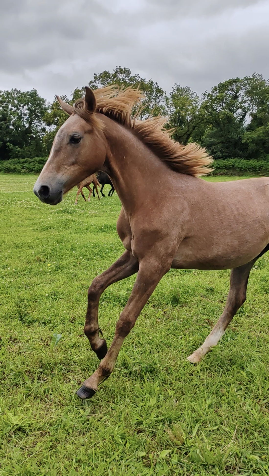 Naguini Toul ar c'hoat (a vendre)