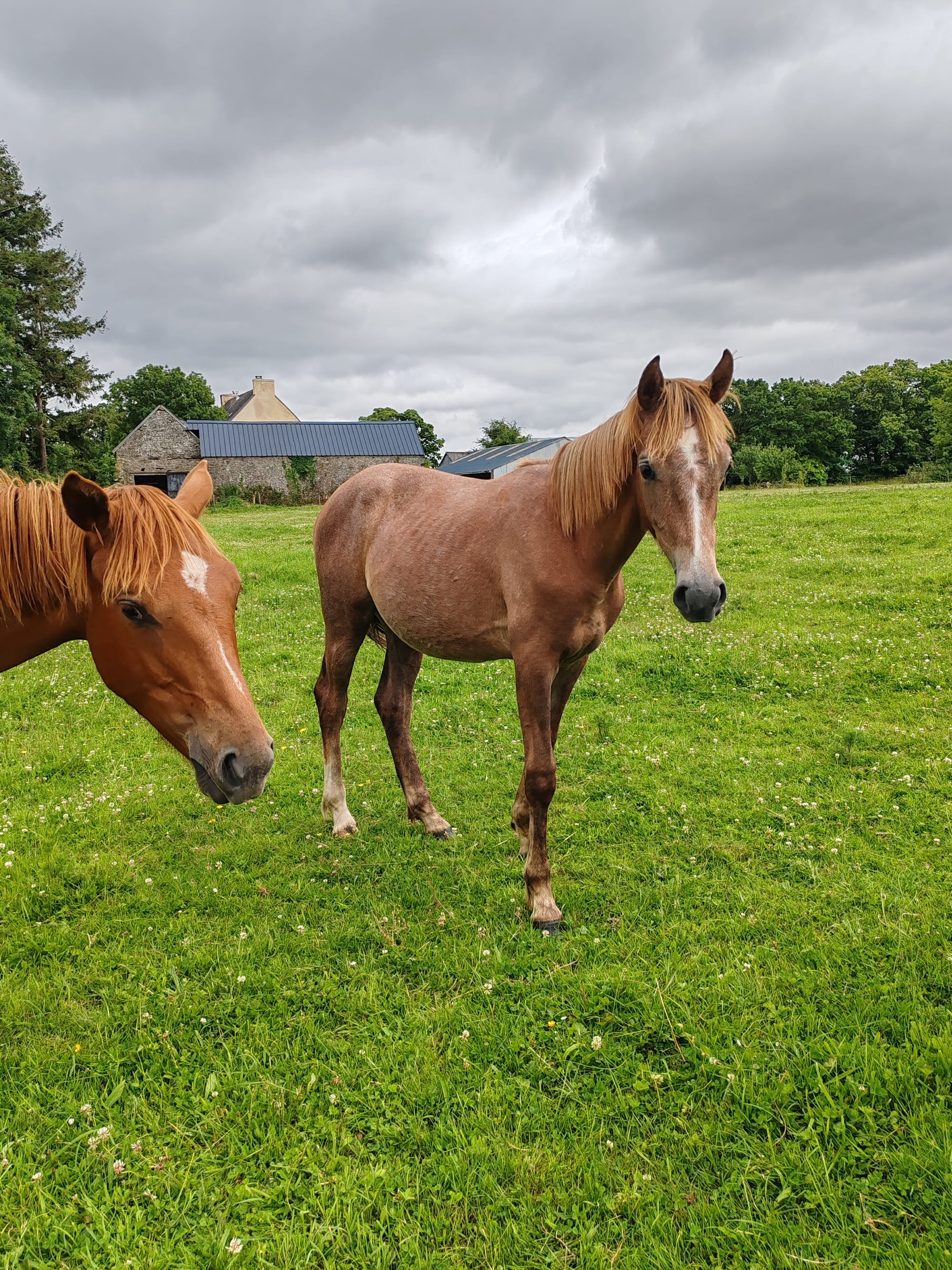 Naguini Toul ar c'hoat (a vendre)