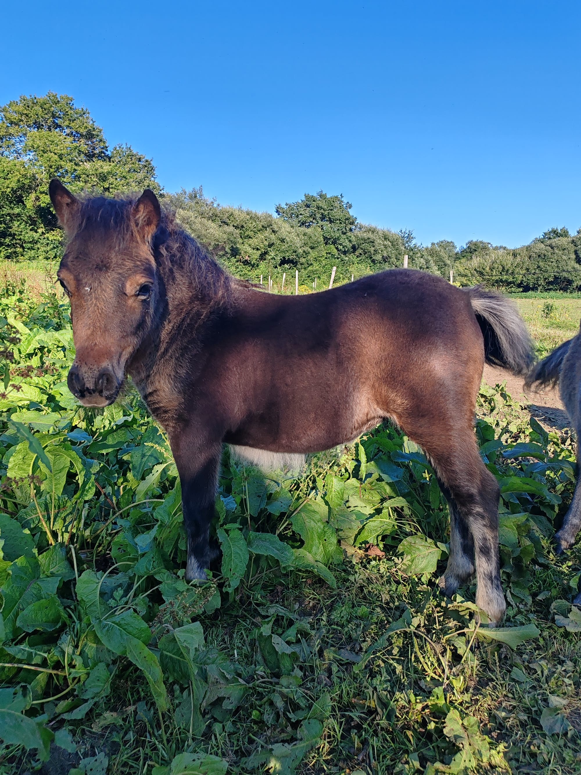 Olympe Toul ar c'hoat (a vendre)