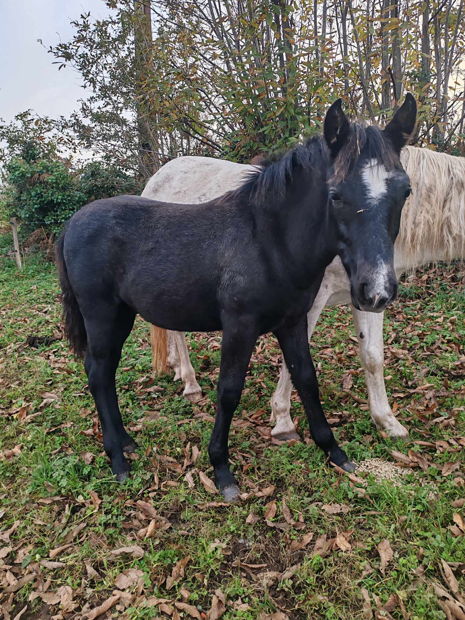 Orion Toul ar c'hoat (VENDU)