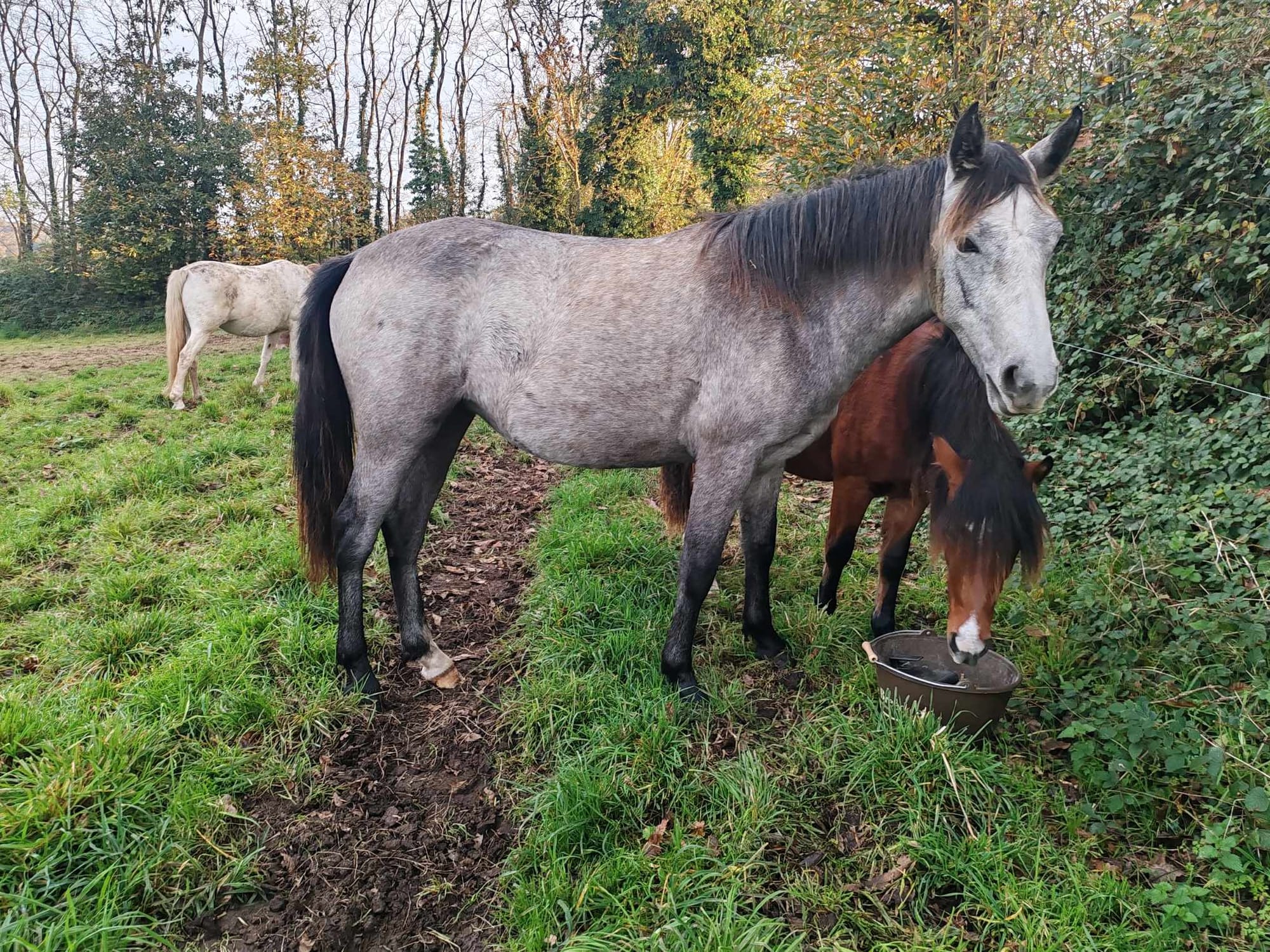 Nialanh Toul Ar C'hoat ( VENDUE )