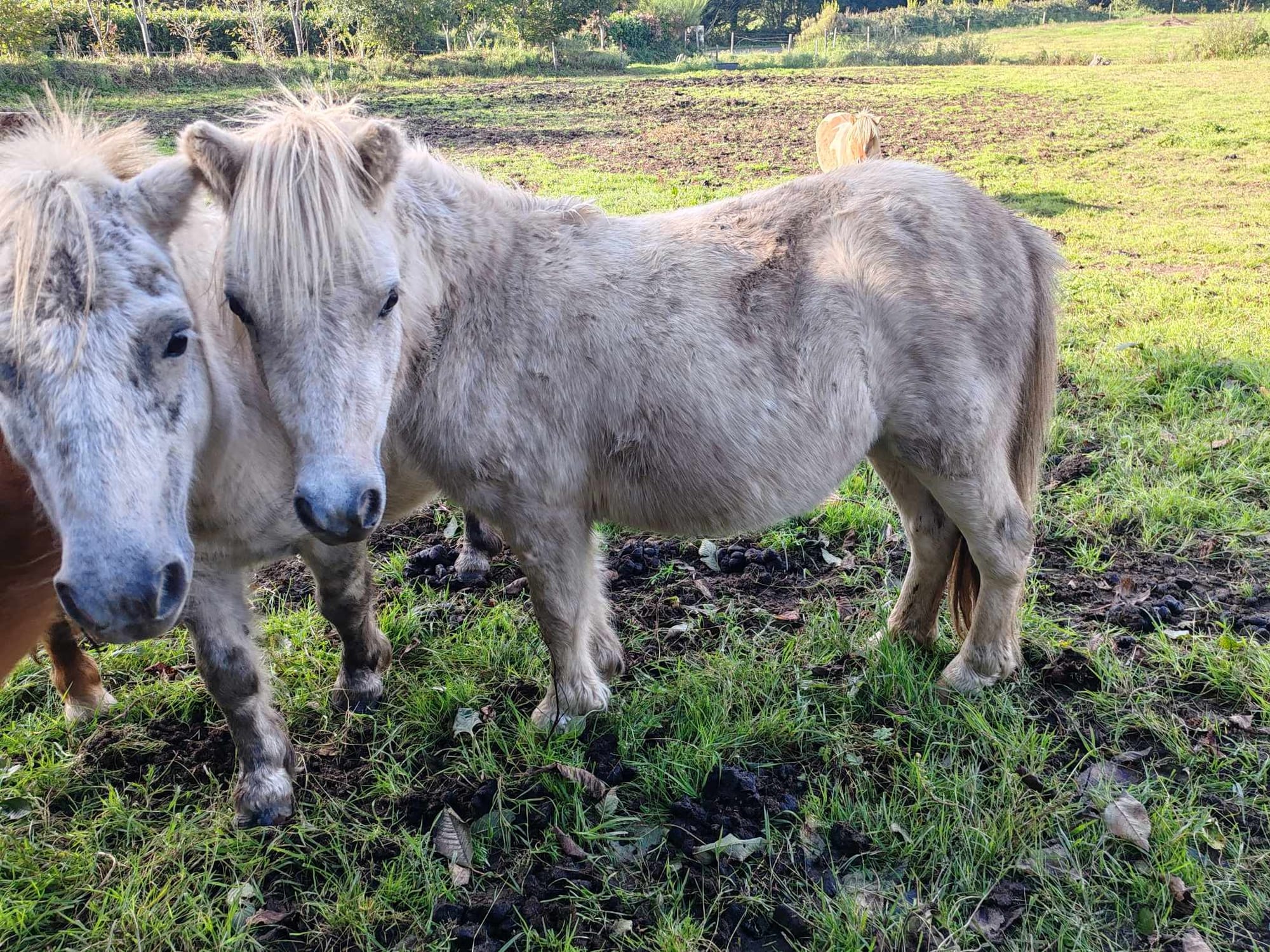 Moustache Toul ar c'hoat 