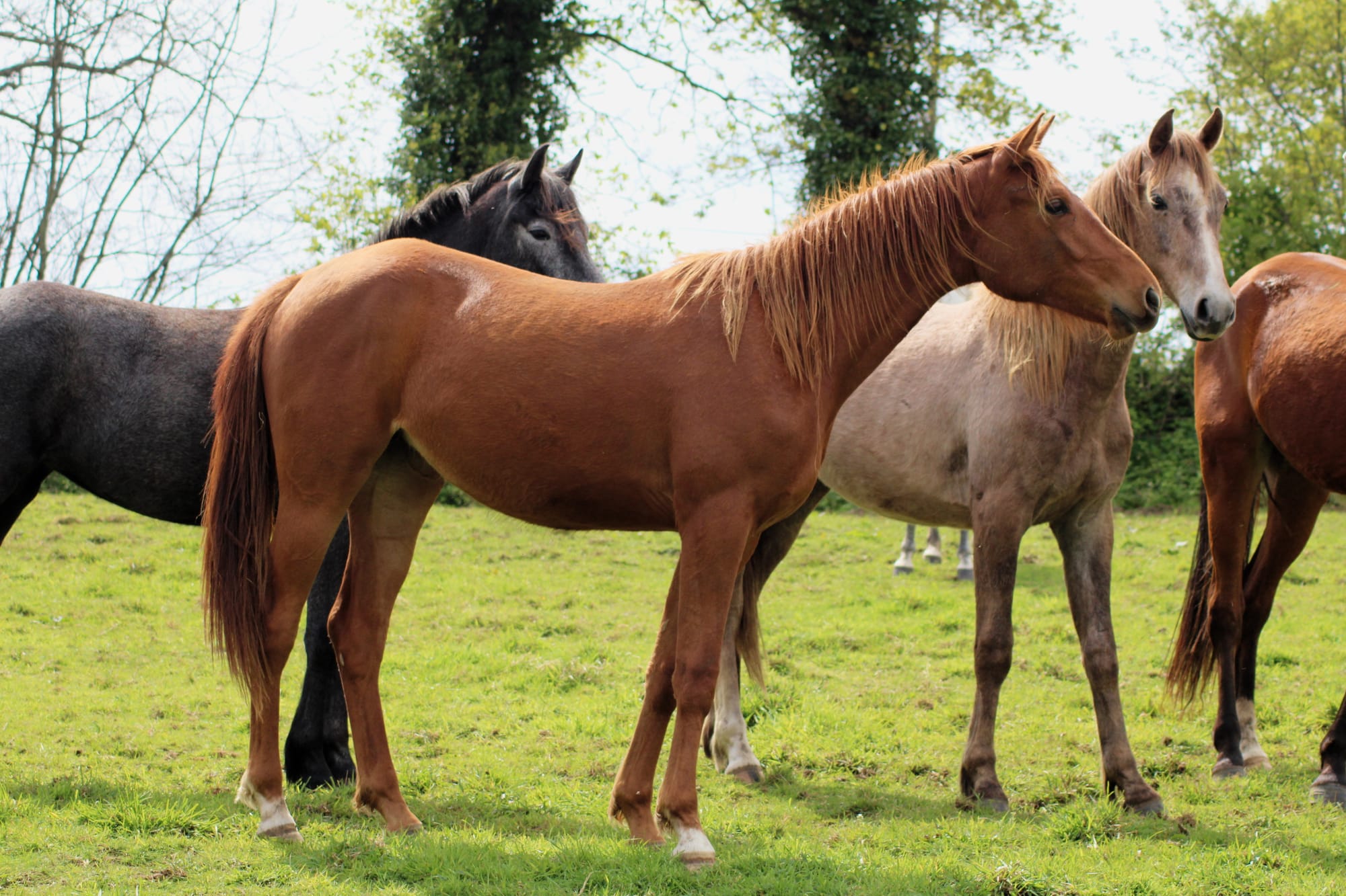 Nadjib Toul Ar C'hoat (a vendre)