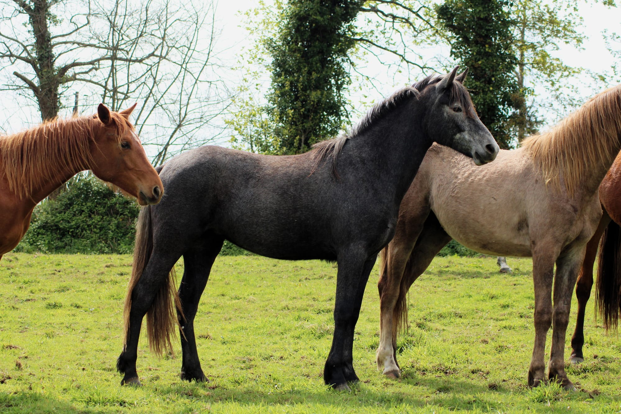 Niamh Toul Ar C'hoat ( VENDUE )