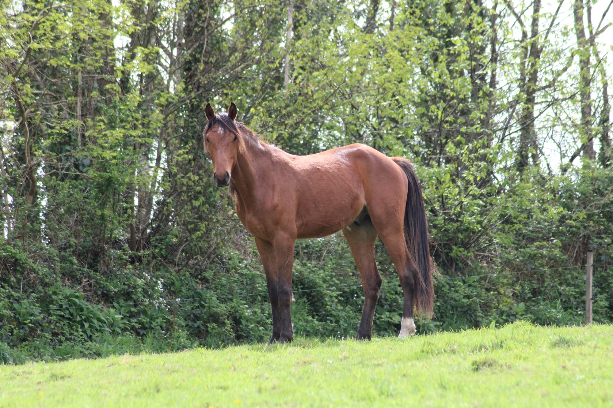 Mystic Toul Ar C'hoat  (a vendre)